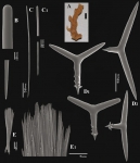 Trikentrion africanum Van Soest, Carballo & Hooper, 2012