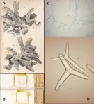 Plectronella papillosum Sollas, 1879 Plectronella papillosum Sollas, 1879