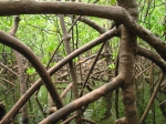 Mangrove roots Mangrove roots