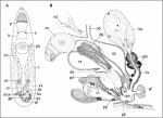 Itaipusa biglandula Itaipusa biglandula