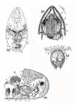 Itaipusa divae Itaipusa divae