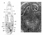 Itaipusa divae Itaipusa divae
