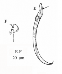Limipolycystis falx Limipolycystis falx