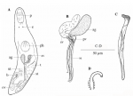 Limipolycystis friedae Limipolycystis friedae