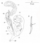 Limipolycystis libra Limipolycystis libra