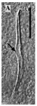 Limipolycystis libra Limipolycystis libra