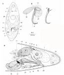 Limipolycystis sicilicula Limipolycystis sicilicula