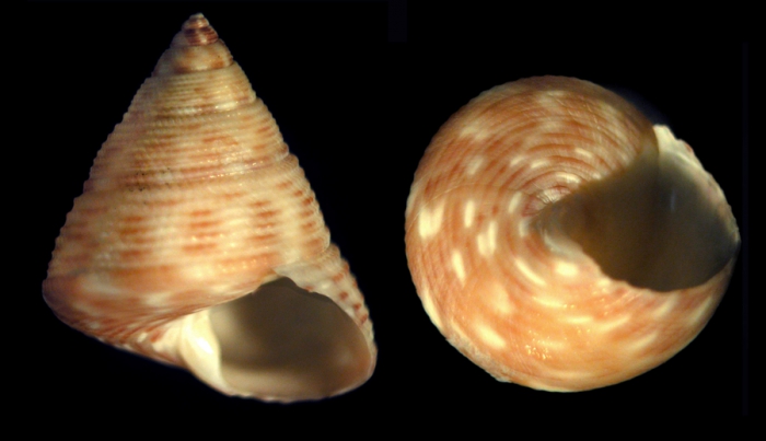 Clelandella madeirensis Gofas, 2005holotype from off Porto Santo, Madeira, �Zarco� stn 29, 300�340m (actual size 7.8 mm)