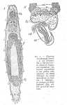 Cicerina tetradactyla Cicerina tetradactyla