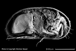 Ostracoda (seed shrimp)