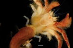 Areopaguristes tudgei Areopaguristes tudgei