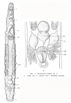 Paracicerina elegans Paracicerina elegans