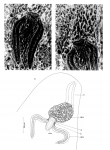 Aculeorhynchus glandulis Aculeorhynchus glandulis