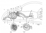 Aculeorhynchus glandulis Aculeorhynchus glandulis