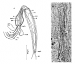 Aculeorhynchus glandulis Aculeorhynchus glandulis