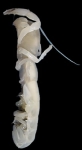 Vulcanocalliax arutyunovi Vulcanocalliax arutyunovi