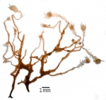 Tubiclavoides striatum Tubiclavoides striatum
