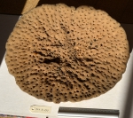 Spongia officinalis specimen from Strasbourg Museum, upper face Spongia officinalis specimen from Strasbourg Museum, upper face