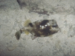 Lactophrys bicaudalis