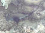 Anisotremus surinamensis