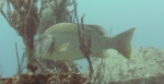 Lutjanus jocu