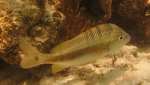 Haemulon plumierii