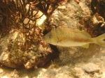 Haemulon plumierii