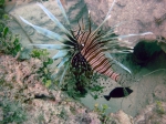 Pterois volitans