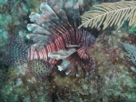 Pterois volitans