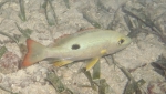 Lutjanus mahogoni