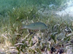 Lutjanus analis