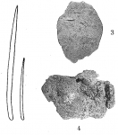 Uritaia halichondroides Burton, 1932 Uritaia halichondroides Burton, 1932