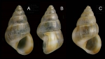 Pusillina inconspicua (Alder, 1844). Specimens from La Goulette, Tunisia (soft bottoms 10-15 m, 31.03.2010), actual size 2.0 and 2.3 mm