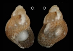 Tricolia tenuis (Michaud, 1829)Specimen from Salakta, Tunisia, actual size 3.5 mm.