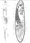 Acirrostylus poncedeleoni Acirrostylus poncedeleoni