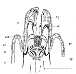 Acirrostylus poncedeleoni Acirrostylus poncedeleoni