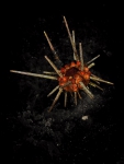 pencil urchin pencil urchin