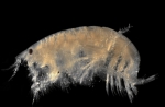 Bathyporeia pilosa Lindström, 1855 Bathyporeia pilosa Lindström, 1855