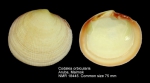 Codakia orbicularis
