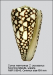 Conus marmoreus
