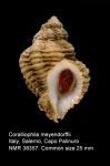 Coralliophila meyendorffii