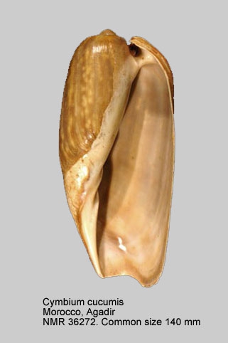 Cymbium cucumis
