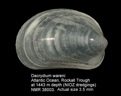 Dacrydium wareni