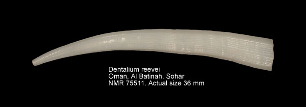 Dentalium reevei