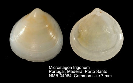 Microstagon trigonum