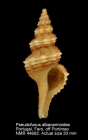 Pseudofusus albacarinoides