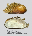 Gregariella petagnae