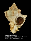 Hexaplex kuesterianus