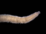 Eteone foliosa Quatrefages, 1865 Eteone foliosa Quatrefages, 1865