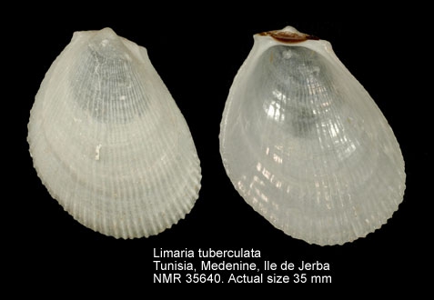 Limaria tuberculata